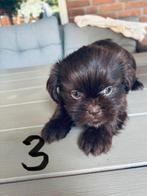 Shih-tzu pups ️, Dieren en Toebehoren, Honden | Chihuahua's en Gezelschapshonden, Rabiës (hondsdolheid), Overige rassen, 8 tot 15 weken