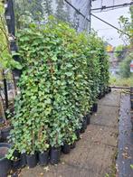 Hedera hibernica 150/170, Ophalen, Overige soorten, 100 tot 250 cm