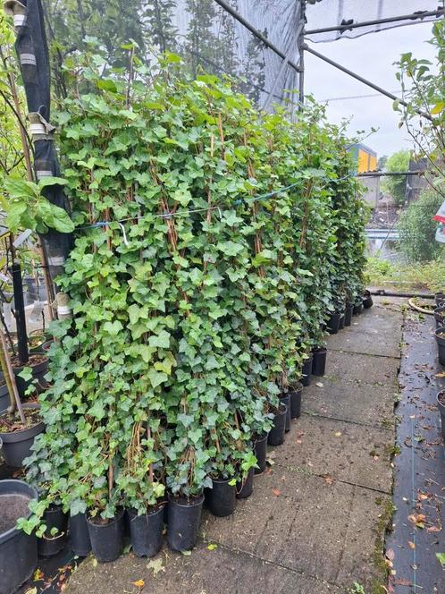 Hedera hibernica 150/170, Tuin en Terras, Planten | Struiken en Hagen, Overige soorten, 100 tot 250 cm, Ophalen