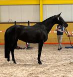 Fokmerrie te koop, Dieren en Toebehoren, Paarden, Merrie, 165 tot 170 cm, Dressuurpaard, 3 tot 6 jaar