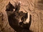 Mooie kittens, Dieren en Toebehoren