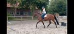 4jr Ibolensky en/of haar hengstveulen v. Demonic Z, Dieren en Toebehoren, Paarden, Merrie, Springpaard, Gechipt, Zadelmak