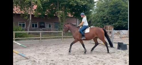 4jr Ibolensky en/of haar hengstveulen v. Demonic Z, Dieren en Toebehoren, Paarden, Merrie, Zadelmak, 170 tot 175 cm, 3 tot 6 jaar