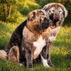 Caucasian Ovcharka nest verwacht in Frankrijk 🇲🇫, Dieren en Toebehoren, Fokker | Hobbymatig, 8 tot 15 weken, Buitenland, Meerdere