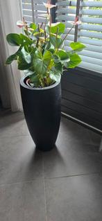 Grote zwarte bloempot met plant, Ophalen, Zo goed als nieuw, Rond, Kunststof