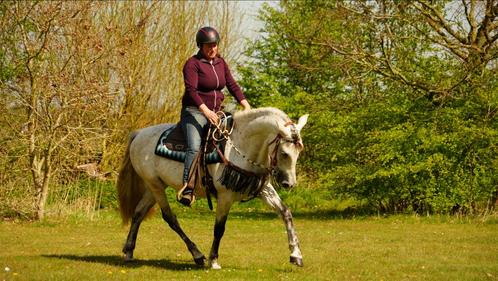 Prachtige schimmel PRE ruin te koop!, Dieren en Toebehoren, Paarden, Ruin