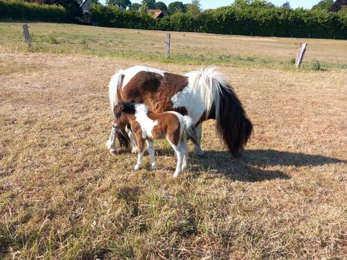 Mini pony's driekleurig merrie  met driekleurig merrie veule, Dieren en Toebehoren, Pony's, Merrie, A pony (tot 1.17m), Recreatiepony