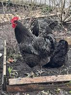 Haan, Dieren en Toebehoren, Pluimvee, Mannelijk, Kip