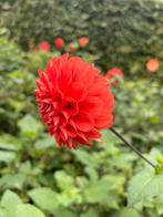 Dahliabollen kopen of ruilen, Tuin en Terras, Bloembollen en Zaden, Ophalen, Volle zon, Bloembol