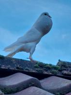 Engelse dwergkropper gezocht., Dieren en Toebehoren, Vogels | Duiven, Meerdere dieren