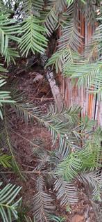 Jungle bush kwartels., Dieren en Toebehoren, Vogels | Overige Vogels, Meerdere dieren