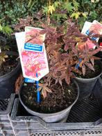 Tekoop: japanse esdoorn potgekweekt., Ophalen, Bloeit niet, Overige soorten, Halfschaduw