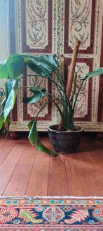 Strelitzia plant, Ophalen