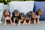 Prachtige Engelse Cockerspaniël pups, Dieren en Toebehoren, 8 tot 15 weken, Meerdere, Meerdere dieren, Spaniël