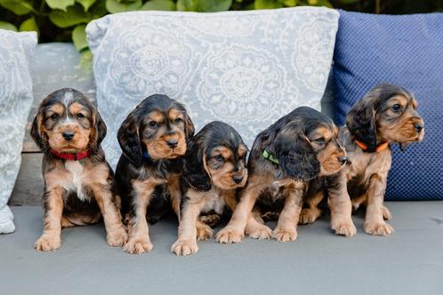Prachtige Engelse Cockerspaniël pups, Dieren en Toebehoren, Honden | Retrievers, Spaniëls en Waterhonden, Meerdere dieren, Spaniël