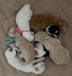 Ragdoll kittens 🩷🤎💙, Dieren en Toebehoren, Poes