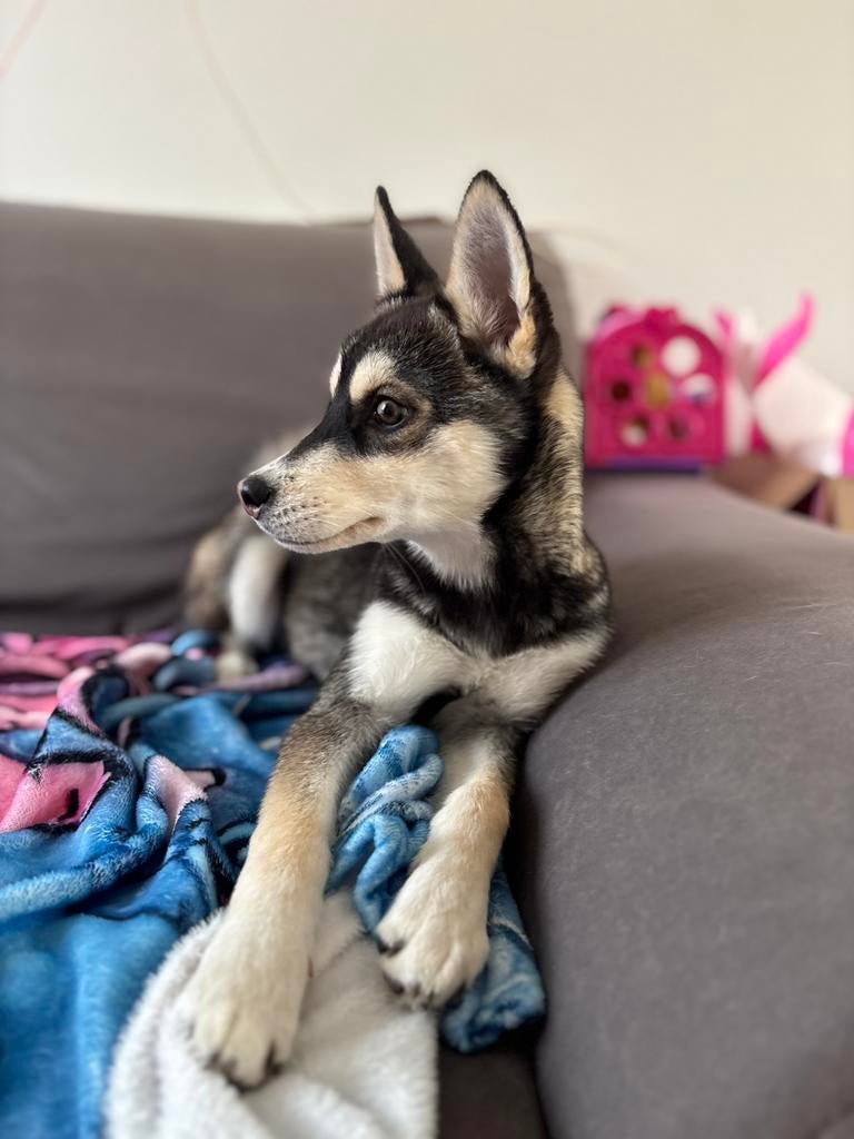 Prachtige Siberische Husky Pups Zoeken een Warm Mandje!, Dieren en Toebehoren, Honden | Herdershonden en Veedrijvers, Parvo, 15 weken tot 1 jaar