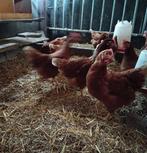 Bruine leghen, Dieren en Toebehoren, Pluimvee, Vrouwelijk, Kip