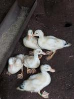 Witte kwakers 5 stuks, Dieren en Toebehoren, Pluimvee, Meerdere dieren, Eend