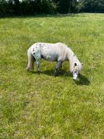 Mooie appaloosa merrie, Dieren en Toebehoren, Pony's, Merrie, Recreatiepony