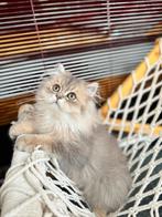 Mooie Ragdoll kater 15  maanden, Dieren en Toebehoren, Katten en Kittens | Raskatten | Korthaar, Kater