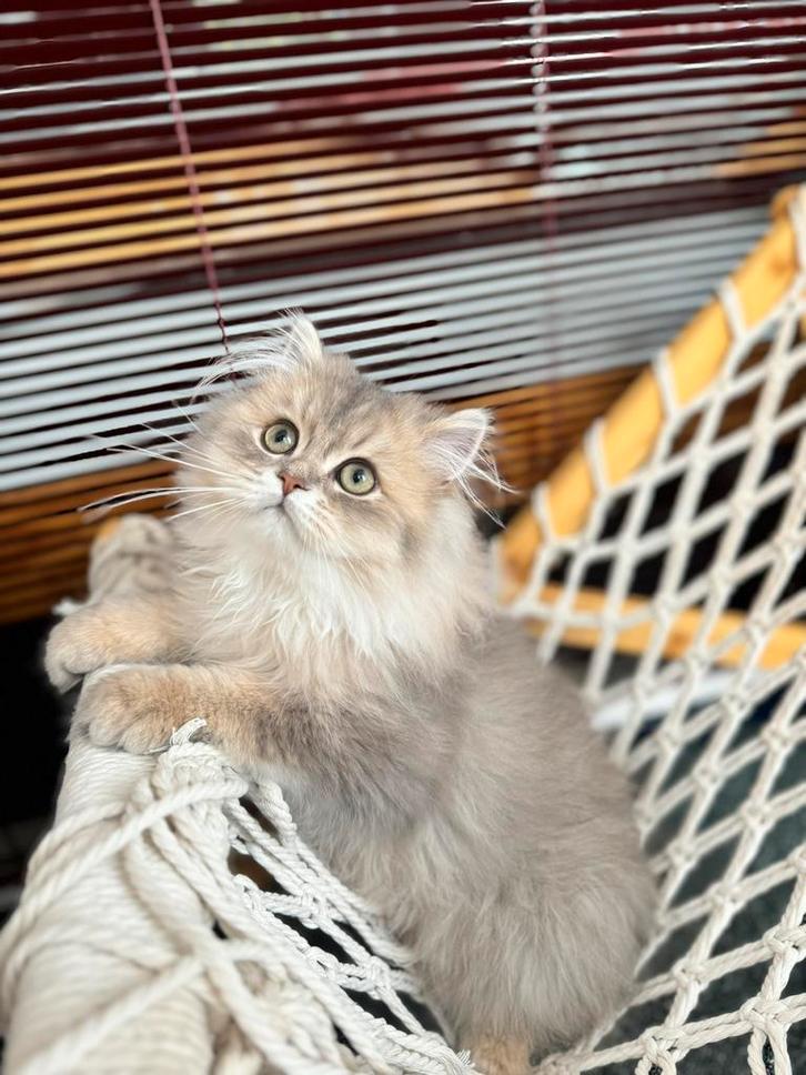 Mooie Ragdoll kater 15  maanden, Dieren en Toebehoren, Katten en Kittens | Raskatten | Korthaar, Kater