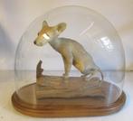 antieke taxidermy opgezette naakthond chihuahua onder stolp, Antiek en Kunst, Ophalen