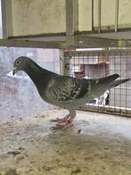 Duivin eijerkamp/roording, Vrouwelijk, Kropper