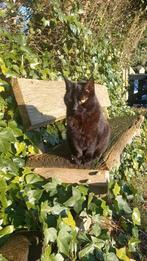 Zwarte kat vermist sinds 20-8-25  vd Leemweg in Zandhuizen, Dieren en Toebehoren, Vermiste en Gevonden Dieren, Kat