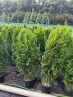 Conifeer Smaragd coniferen haagplanten, Bloeit niet, 100 tot 250 cm, Zuilboom, Ophalen