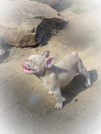 Franse bulldog pup uit geteste ouders mag verhuizen, Dieren en Toebehoren, Honden | Bulldogs, Pinschers en Molossers, België, Particulier