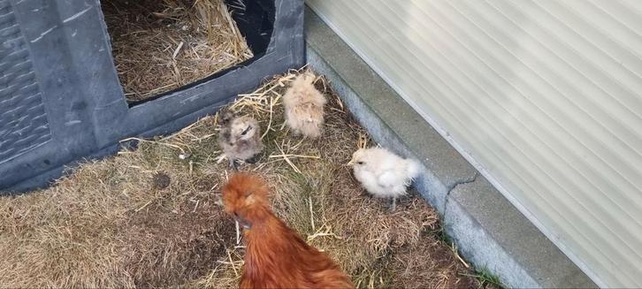 Kuikens zijdehoenders kriel natuurbtoed, Dieren en Toebehoren, Pluimvee, Kip, Geslacht onbekend