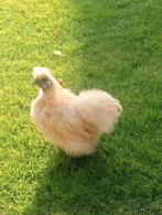 Zijdehoender kriel hennen, Dieren en Toebehoren, Pluimvee, Vrouwelijk, Kip