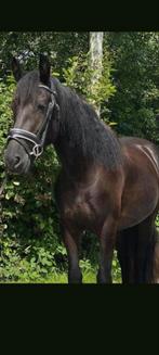 Lieve 4 jarige zwarte merrie kruising fries, Dieren en Toebehoren, Pony's, Merrie, Recreatiepony, 3 tot 6 jaar