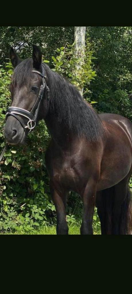 Kruising friese merrie, 4 jaar, beleerd onder het zadel, Dieren en Toebehoren, Pony's, Merrie, Recreatiepony, 3 tot 6 jaar