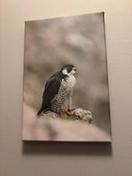 Canvas doek 20x30cm slechtvalk roofvogel, Ophalen of Verzenden
