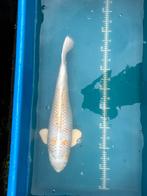 Hariwake - 65 cm, Dieren en Toebehoren, Vissen | Vijvervissen, Karper of Koi