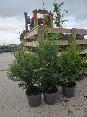 Diverse Haagplanten Leverbaar  beschikbaar voor biedingen