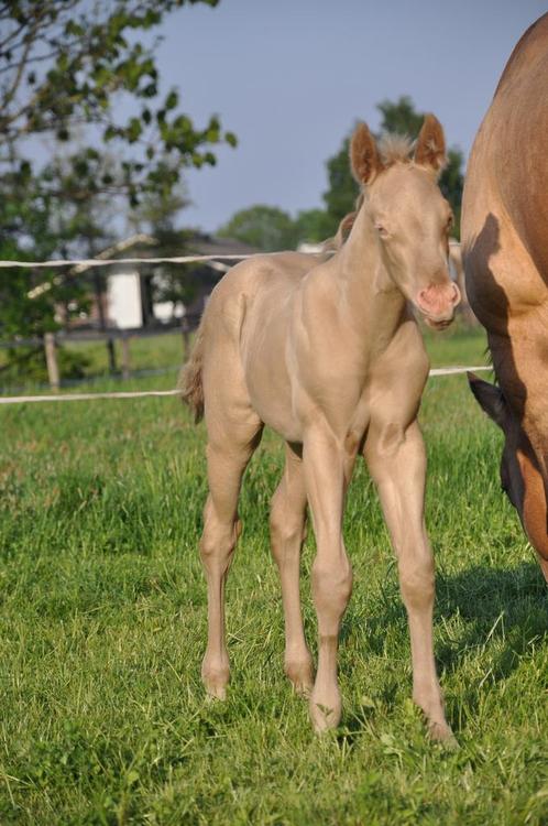 Quarter & paint horses, 2 veulens en 1 jaarling, Dieren en Toebehoren, Paarden, Meerdere dieren, Onbeleerd, Minder dan 160 cm