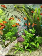 Platy zoetwatervissen, Vis, Zoetwatervis