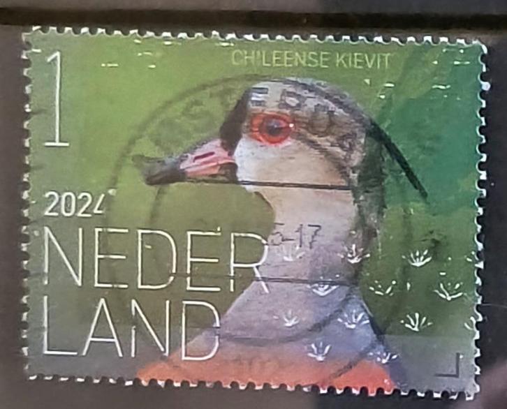 2024, NVPH 4166 - Vogels Bonaire - Chileens Kievit {A253}, Postzegels en Munten, Postzegels | Nederland, Gestempeld, Na 1940, Ophalen of Verzenden