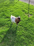 Bokje, Dieren en Toebehoren, Schapen, Geiten en Varkens, Mannelijk, Geit, 0 tot 2 jaar