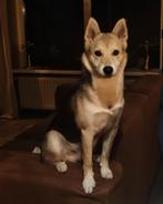 Pomsky x Shiba inu pup Kenshi, zoekt geweldig goed huisje!, Dieren en Toebehoren, Honden | Niet-rashonden, 15 weken tot 1 jaar