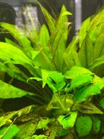 Blue Dream Garnalen, Dieren en Toebehoren, Vissen | Aquariumvissen, Kreeft, Krab of Garnaal, Zoetwatervis