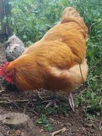 1 st Orpington haan, Dieren en Toebehoren, Mannelijk, Kip