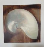 Schilderij van een Schelp, Huis en Inrichting, Ophalen, Minder dan 50 cm, Gebruikt, Oorspronkelijke maker