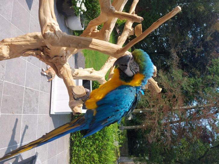 Blauwgele Ara mannelijk, Dieren en Toebehoren, Vogels | Parkieten en Papegaaien, Papegaai, Mannelijk, Pratend, Tam, Geringd