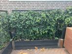 Plantenbak met Klimop Schutting, Tuin en Terras, Schuttingen, Ophalen, Minder dan 3 meter, Hout, 1 tot 2 meter