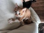 Kittens poesjes kater rood, Dieren en Toebehoren, Katten en Kittens | Overige Katten, Meerdere dieren, Kortharig, 0 tot 2 jaar