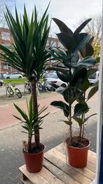 Grote yucca en ficus samen 50,00, Tuin en Terras, Planten | Tuinplanten, Ophalen of Verzenden, Overige soorten, Volle zon